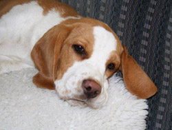 Beaglewelpe Donna vom Deistertal